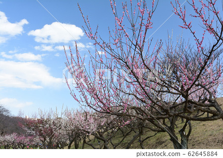 橫濱 - 根岸森林公園 62645884