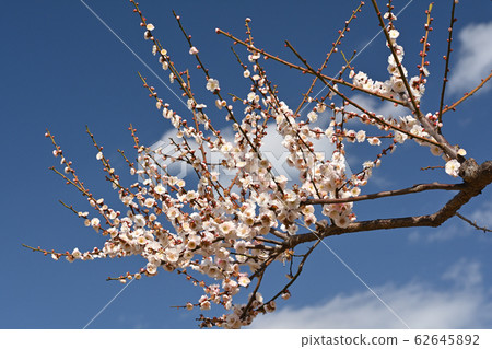 橫濱 - 根岸森林公園 橫濱 - 根岸森林公園 62645892