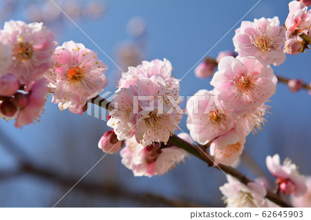 Yokohama - Negishi Forest Park 62645903