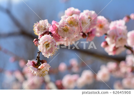橫濱 - 根岸森林公園 62645908