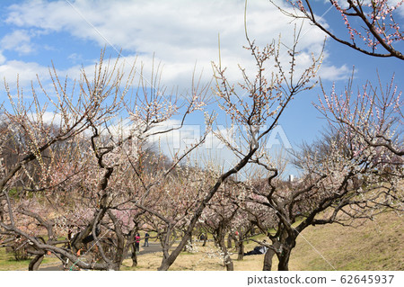 橫濱 - 根岸森林公園 橫濱 - 根岸森林公園 62645937