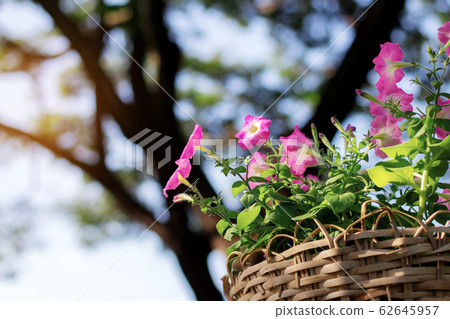 catharanthus flower on pot. 62645957