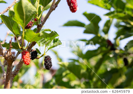 closeup mulbery tree 62645979