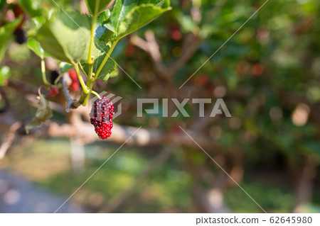 closeup mulbery tree 62645980