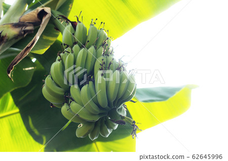 Banana raw on tree. Banana raw on tree. 62645996