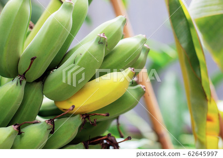 bananas in farm. bananas in farm. 62645997