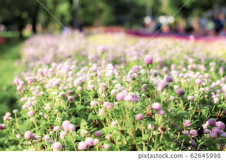 amaranth flowers on plots. amaranth flowers on plots. 62645998