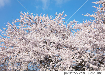 Cherry Blossom	 Cherry Blossom	 62646085