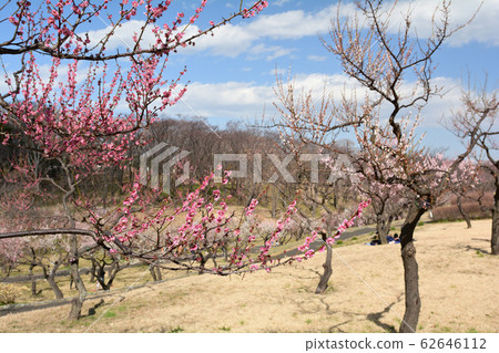 Yokohama - Negishi Forest Park Yokohama - Negishi Forest Park 62646112