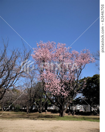 和光巨林公園的江戶春分週 和光巨林公園的江戶春分週 62646708