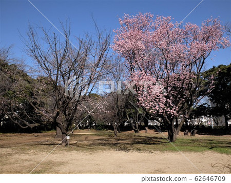 和光巨林公園的江戶春分週 和光巨林公園的江戶春分週 62646709