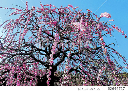 Weeping plum Weeping plum 62646717