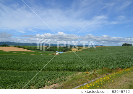 Shinei Hill(北海道美瑛町) Shinei Hill(北海道美瑛町) 62646753