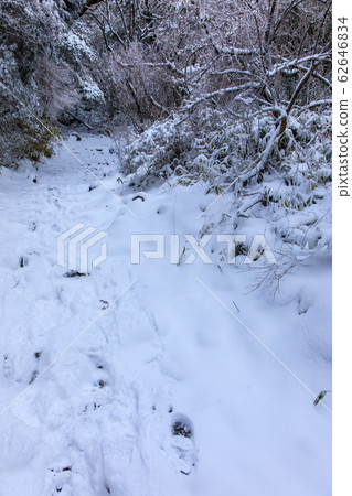 Unzen Climate trail winter view from Ikenohara to Nita Pass [Unzen City, Nagasaki Prefecture] 62646834