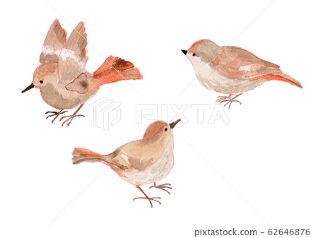 Little bird watercolor 62646876