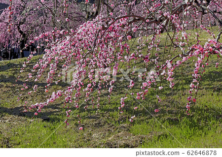 Weeping plum 62646878