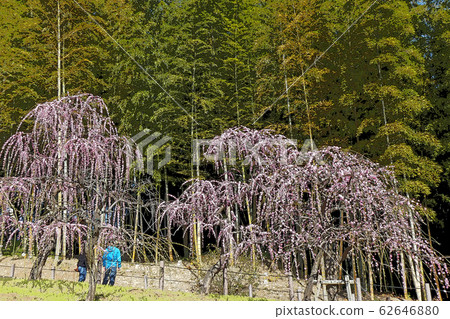 Weeping plum 62646880