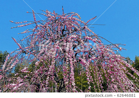 Weeping plum 62646881