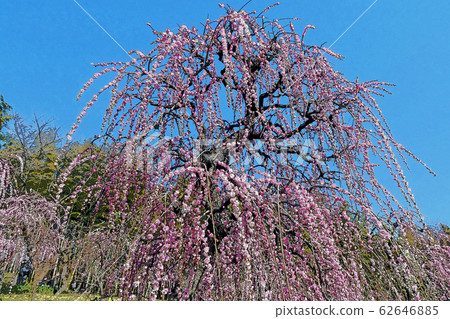 Weeping plum Weeping plum 62646885
