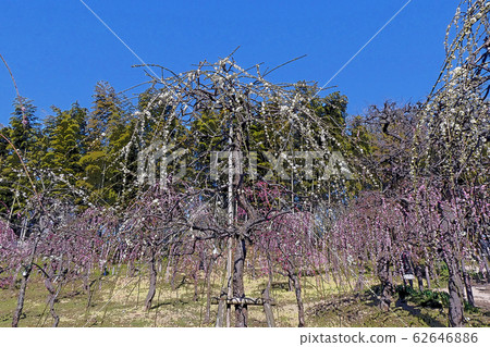 Weeping plum 62646886