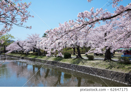 Cherry blossoms at Tsuruoka Park Cherry blossoms at Tsuruoka Park 62647175