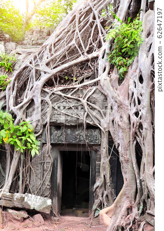 Roots of banyan tree on Ta Prohm temple, Angkor Roots of banyan tree on Ta Prohm temple, Angkor 62647197