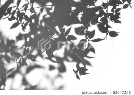 Tree shadow, shadow art Tree shadow, shadow art 62647268