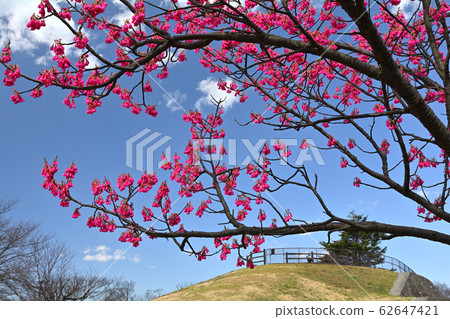 Yokohama Honmoku Summit Park Yokohama Honmoku Summit Park 62647421
