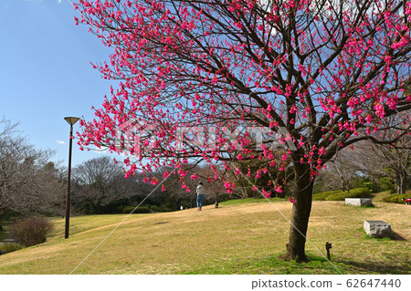 橫濱本牧頂峰公園 橫濱本牧頂峰公園 62647440