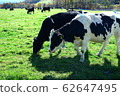 一頭牛 62647495