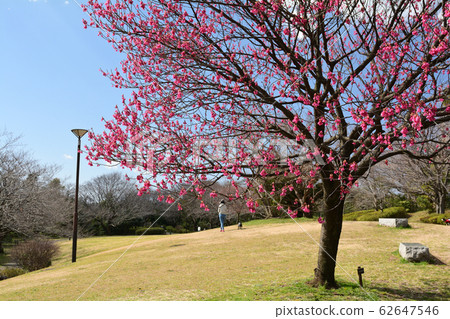 橫濱本牧頂峰公園 橫濱本牧頂峰公園 62647546