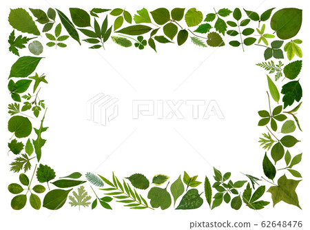綠色，葉框 62648476