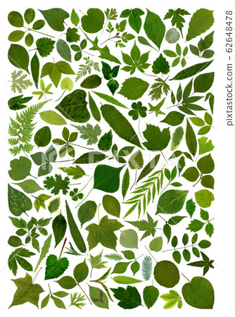 綠色圖像，各種樹葉 62648478