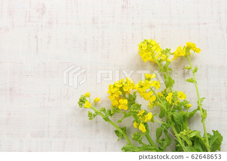 Rape blossoms 62648653