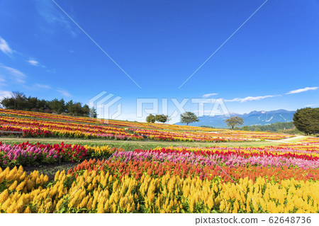 Nasu Flower World 62648736
