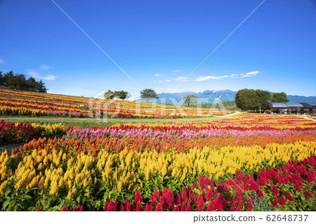 Nasu Flower World 62648737