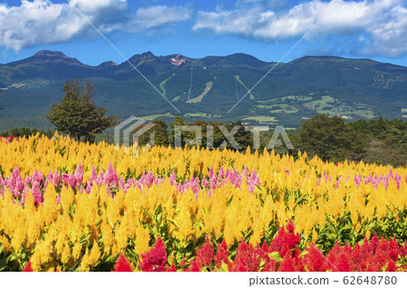 Nasu Flower World 62648780