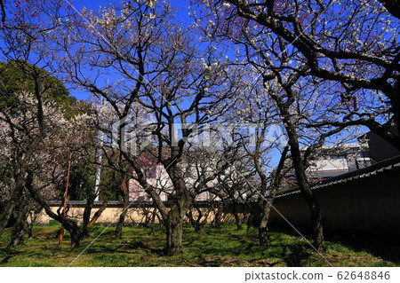 2月17日國家百林/穀穗天滿宮 62648846