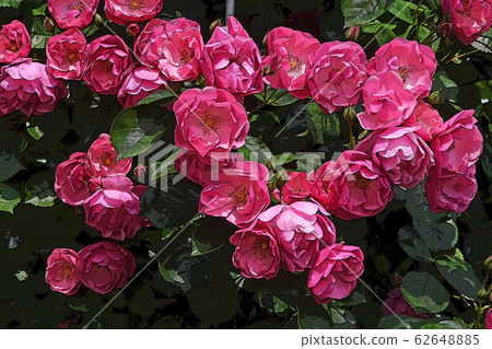rose rose 62648885