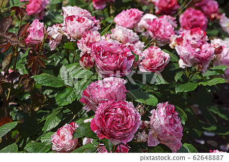 rose - Stock Illustration [62648887] - PIXTA