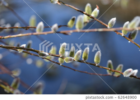 Early spring cat pussy 62648900