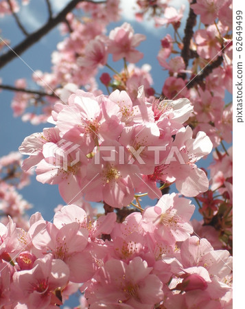 Kawazu Sakura in the blue sky 1 Kawazu Sakura in the blue sky 1 62649499