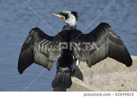 大（婚姻顏色（繁殖的翅膀）） 62649928