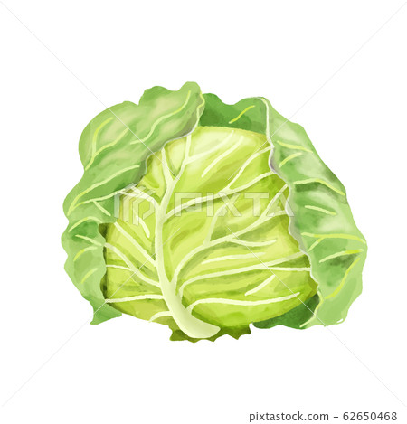 蔬菜白菜水彩整個 62650468