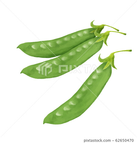 蔬菜絲鞘水彩 62650470