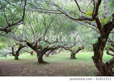 Plum tree plantation at Royal Agricultural Station Angkhang in Chiang Mai,Thailand. 62652521