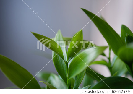 gi的年輕葉子的 62652579