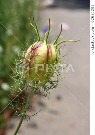 Kurotanesou 10 62653292