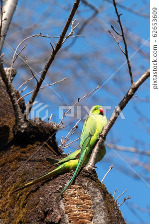 Ring-necked Parakeet Wakake Honsei Parakeet Ring-necked Parakeet Wakake Honsei Parakeet 62653609