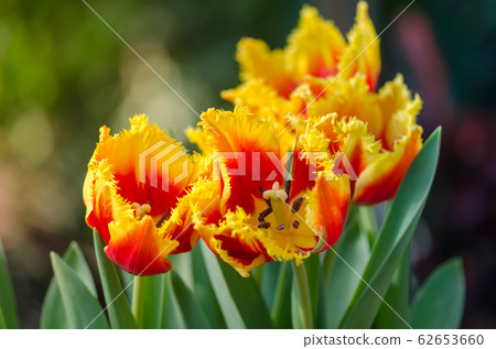 Garden tulips in the spring sun in the greenhouse Garden tulips in the spring sun in the greenhouse 62653660